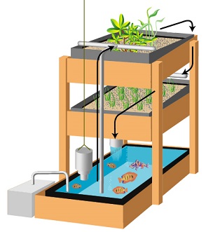 Home Study Aquaponics Aquaponic distance education